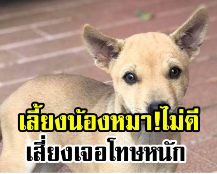 โทษคนเลี้ยงหมา