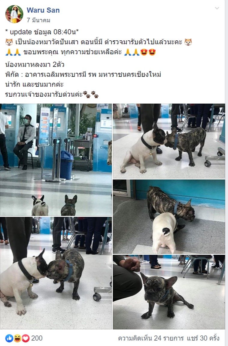 "หมาชอบหนีเที่ยว" ตัวนี้อยู่วัดปันเสา ใกล้โรงพยาบาลมหาราช ...