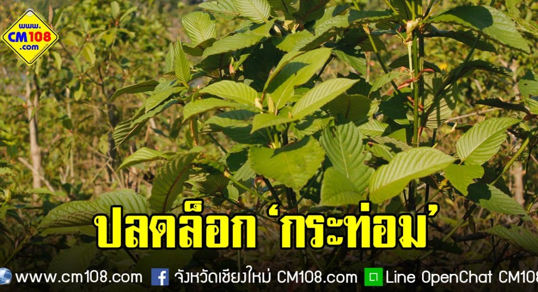 Banner-tree-leaf-11-12-2562