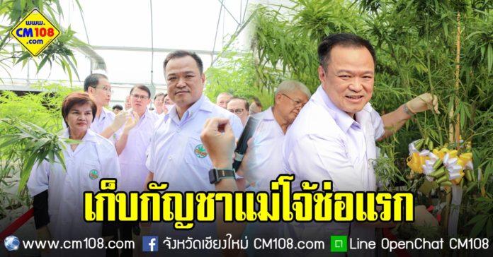 Banner-cannabis-maejo-15-01-2563