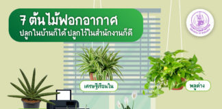 ต้นไม้ฟอกอากาศ