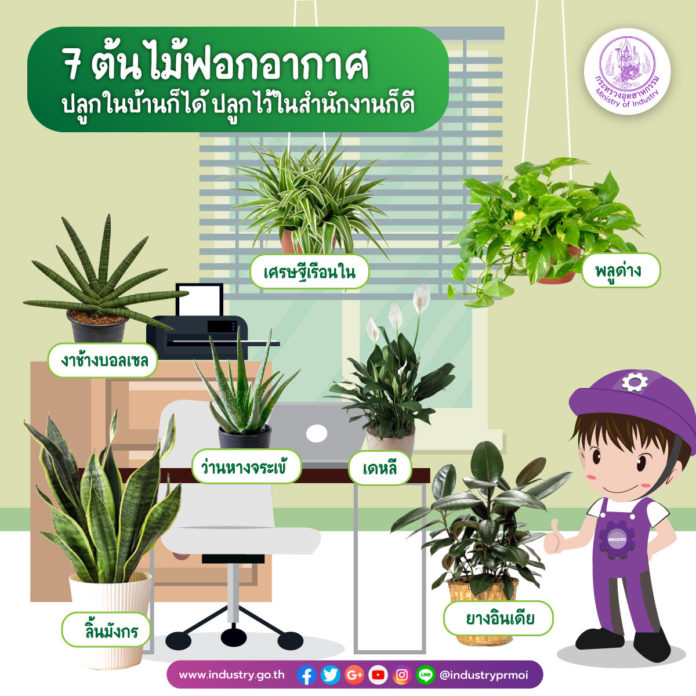 ต้นไม้ฟอกอากาศ