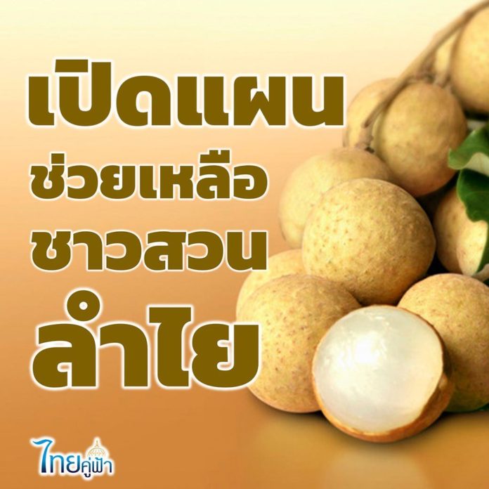 แผนช่วยเหลือชาวสวน “ลำไย” ออกสู่ตลาด