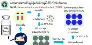 กรมวิทย์ฯ เผยขั้นตอนการตรวจหาระดับภูมิคุ้มกันในหนูที่ได้รับวัคซีนโควิด 19