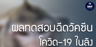 ผลทดสอบฉีดวัคซีนโควิด-19 ในลิง พบลิงสร้างภูมิคุ้มกันโควิดได้
