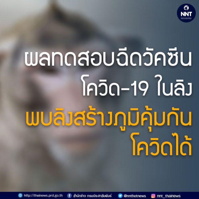 ผลทดสอบฉีดวัคซีนโควิด-19 ในลิง พบลิงสร้างภูมิคุ้มกันโควิดได้