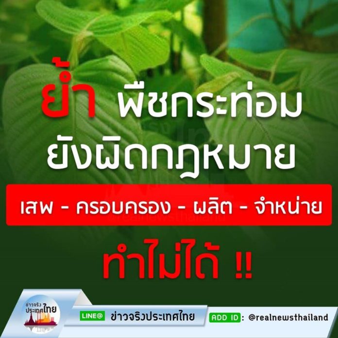 ย้ำ !! พืชกระท่อมยังผิดกฎหมาย เสพ-ครอบครอง-ผลิต-จำหน่าย ทำไม่ได้ !!