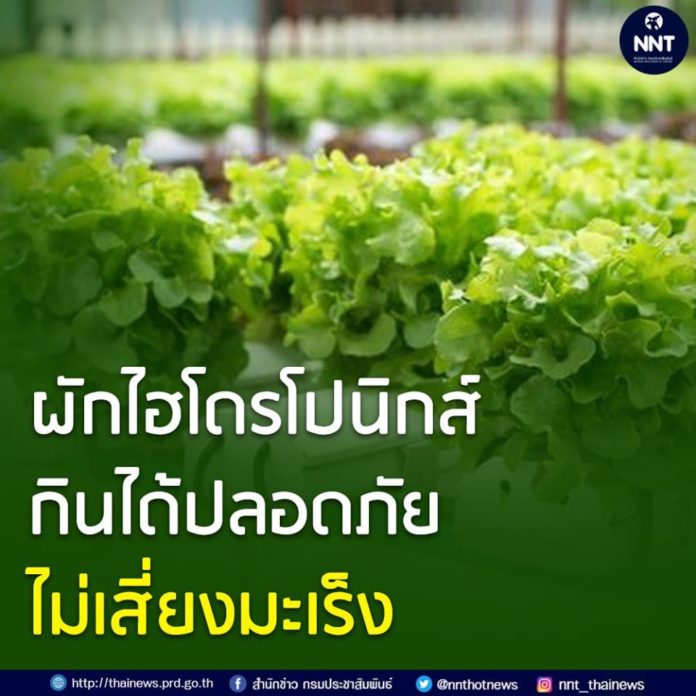 ผักไฮโดรโปนิกส์ กินได้ปลอดภัย  ไม่เสี่ยงมะเร็ง!