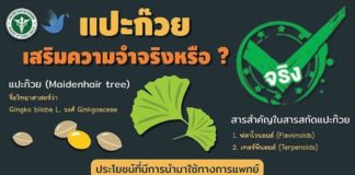 การรับประทานแปะก๊วย ช่วยเสริมความจำ ช่วยบำรุงสมองจริงหรือไม่?? ความจริงจะเป็นเช่นไร มาดูกัน