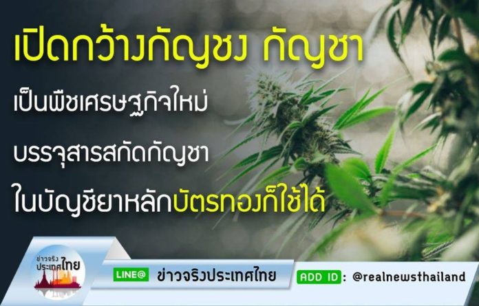 เปิดกว้างกัญชง กัญชา เป็นพืชเศรษฐกิจใหม่ บรรจุสารสกัดกัญชาในบัญชียาหลัก บัตรทองก็ใช้ได้