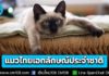 ครม. เห็นชอบ “แมวไทย” เป็นเอกลักษณ์ประจำชาติ ประเภทสัตว์เลี้ยง