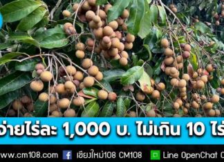 ชาวสวนลำไยเฮ! ครม. เห็นชอบโครงการพัฒนาสวนลำไยคุณภาพ หนุนตัดแต่งทรงพุ่ม-ช่อผล-ฟื้นฟูสวนลำไย จ่ายไร่ละ 1,000 บาท ไม่เกิน 10 ไร่