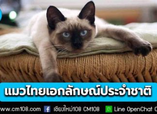 ครม. เห็นชอบ “แมวไทย” เป็นเอกลักษณ์ประจำชาติ ประเภทสัตว์เลี้ยง