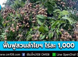 จาวชาวสวนลำไย 8 จังหวัดภาคเหนือเช็กเลย! สิทธิ์เข้าร่วมโครงการฟื้นฟูสวนลำไยฯ ไร่ละ 1,000 บาท ไม่เกิน 10 ไร่ เริ่มรับสมัครแล้ววันนี้ 25 พ.ย. – 10 ธ.ค. 68