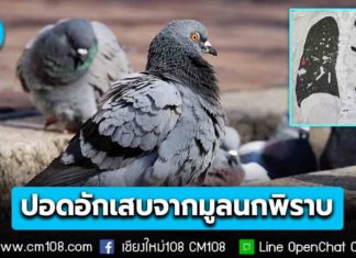 “หมอมนูญ” เผยเคสผู้ป่วยหญิงวัย 84 ปอดอักเสบ สูดเชื้อราคริปโตค็อกคัส จากมูลนกพิราบเข้าไปในปอด หลังทำความสะอาดระเบียงบ้านเป็นประจำ
