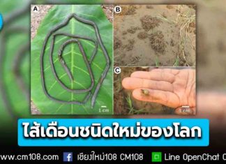 นักวิจัยคณะวิทยาศาสตร์ มช. ค้นพบ “ไส้เดือนชนิดใหม่ของโลก” ริมแม่น้ำโขง จ.เชียงราย