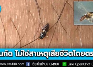 อาจารย์นักวิจัยแพทย์ มช. ไขข้อเท็จจริง “คุ่นกัด”ทำให้คัน บวมได้ แต่ไม่ใช่สาเหตุของการเสียชีวิตโดยตรง