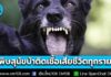 เตือน! ไม่ชำแหละสัตว์ที่ป่วยตายผิดปกติ เสี่ยงติดเชื้อ “โรคพิษสุนัขบ้า” ย้ำติดเชื้อเสียชีวิตทุกราย ถูกกัด-ข่วน อย่าชะล่าใจ รีบล้างแผลไปพบแพทย์ ปี 69 พบดับแล้ว 1 ราย
