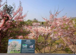 เช็กอินด่วน! ฤดูกาลกัลปพฤกษ์บาน เริ่มแล้ววันนี้ ที่ อุทยานหลวงราชพฤกษ์ จ.เชียงใหม่