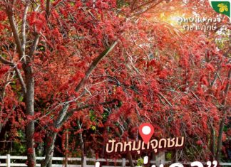 ปักหมุดแลนด์มาร์กใหม่! จุดชม “ประดู่แดง” ที่จัดแสดงเยอะที่สุดในประเทศไทย ที่อุทยานหลวงราชพฤกษ์ จังหวัดเชียงใหม่