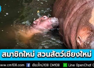 สวนสัตว์เชียงใหม่ เปิดตัว “ลูกฮิปโปโปเตมัส” สมาชิกใหม่สุดน่ารัก