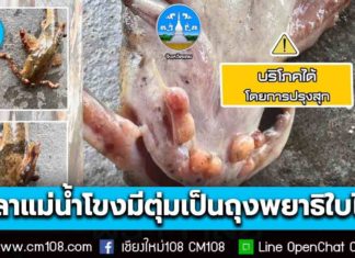 ผู้ว่าฯ เลย ชี้แจง พบปลาแม่น้ำโขงมีตุ่มพอง ไม่ได้เกิดจากสารพิษ ประมงพบเป็นถุงพยาธิใบไม้ แนะปรุงสุกก่อนกิน