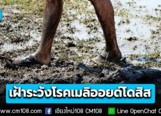 รัฐบาลเตือนเฝ้าระวัง “โรคเมลิออยด์โดสิส” พบผู้ป่วยสะสม 732 ราย เสียชีวิต 23 ราย ย้ำกลุ่มเสี่ยงเลี่ยงสัมผัสดิน–น้ำ รีบพบแพทย์หากมีอาการ