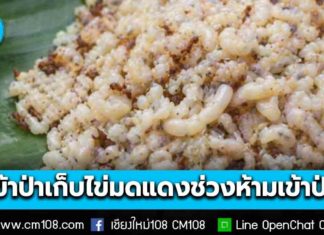 กรมอุทยานฯ แจงจับคนหาไข่มดแดง ย้ำ! “ช่วงปิดป่า” เหตุวิกฤตไฟป่าส่งผลกระทบวงกว้าง ยืนยัน! ช่วงปกติผ่อนปรนให้ชาวบ้านเก็บหาของป่าได้ตามระเบียบ