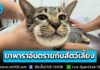 อุทาหรณ์! สัตวแพทย์เตือน ป้อน “ยาพารา” ให้สัตว์เลี้ยง หน้าบวม เสี่ยงอันตรายถึงชีวิต