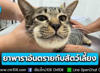 อุทาหรณ์! สัตวแพทย์เตือน ป้อน “ยาพารา” ให้สัตว์เลี้ยง หน้าบวม เสี่ยงอันตรายถึงชีวิต