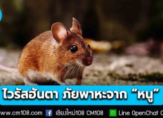 “ไวรัสฮันตา” ภัยพาหะจาก “หนู” ไม่แพร่กระจายง่ายเหมือนโควิด-19 หรือไข้หวัดใหญ่ อัตราเสียชีวิต 30-40% ย้ำ! ยังไม่พบการระบาดในไทย