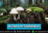 หน้าฝน ระวังเห็ดพิษ! ไม่รู้จัก ไม่แน่ใจ ไม่เก็บ ไม่ซื้อ ไม่กิน