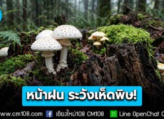 หน้าฝน ระวังเห็ดพิษ! ไม่รู้จัก ไม่แน่ใจ ไม่เก็บ ไม่ซื้อ ไม่กิน