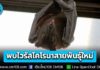 ข่าวจริง! พบเชื้อ “ไวรัสโคโรนาสายพันธุ์ใหม่” ในตัวค้างคาวไทย ยืนยันปัจจุบันยังไม่พบการติดเชื้อในมนุษย์