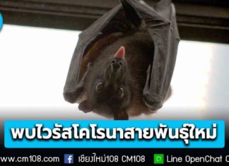 ข่าวจริง! พบเชื้อ “ไวรัสโคโรนาสายพันธุ์ใหม่” ในตัวค้างคาวไทย ยืนยันปัจจุบันยังไม่พบการติดเชื้อในมนุษย์