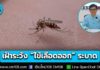สสจ.เชียงใหม่ เฝ้าระวังการระบาด “ไข้เลือดออก” พบพื้นที่ระบาดมากสุด อ.แม่วาง-ดอยเต่า-เมือง-สันทราย-เชียงดาว ในวัยทำงานและผู้สูงอายุ