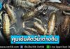 คุมเข้ม! สัตว์น้ำต่างถิ่น ปลาหมอคางดำ สมุทรสงคราม – กุ้งก้ามแดง กว๊านพะเยา เดินหน้าลดผลกระทบระบบนิเวศ