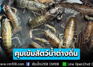 คุมเข้ม! สัตว์น้ำต่างถิ่น ปลาหมอคางดำ สมุทรสงคราม – กุ้งก้ามแดง กว๊านพะเยา เดินหน้าลดผลกระทบระบบนิเวศ