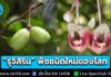 นักวิจัย มช. ค้นพบ “รุจิสิริน” พืชชนิดใหม่ของโลกนามพระราชทาน พรรณไม้หายากแห่งนราธิวาส