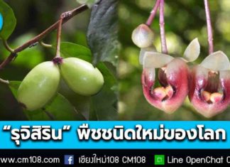 นักวิจัย มช. ค้นพบ “รุจิสิริน” พืชชนิดใหม่ของโลกนามพระราชทาน พรรณไม้หายากแห่งนราธิวาส