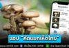 กรมวิทยาศาสตร์การแพทย์ ผุดแอป “คัดแยกเห็ดไทย” สกัดป่วย-ตายจากเห็ดพิษ หลังพบผู้ป่วยทะลุ 1.2 หมื่นราย