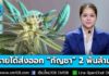 รัฐบาลเผยรายได้สะสมส่งออก “กัญชา” มูลค่ากว่า 2 พันล้านบาท เตรียมเชื่อมระบบกรมการแพทย์แผนไทยฯ และกรมศุลกากร รองรับส่งออกกัญชาในรูปแบบอิเล็กทรอนิกส์หนุนผู้ประกอบการ