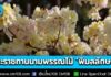 “ในหลวง” พระราชทานนามพรรณไม้ใหม่ “พิมลลักษณ์” เฉลิมพระเกียรติ “พระบรมราชินี”