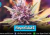 รัฐบาลยืนยัน “กัญชาไม่เสรี” ย้ำประกาศ สธ. คุมเข้มช่อดอก ซื้อ-ขายต้องมีใบสั่งแพทย์เท่านั้น เตือนลักลอบนำออกนอกประเทศโทษหนัก! คุก 10 ปี ปรับ 4 เท่า หรือทั้งจำทั้งปรับ