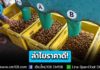 ลำไยราคาดี! ช่อ 26-32 บ. รูดร่วง 20-26 บ. พาณิชย์ลงพื้นที่เชียงใหม่-ลำพูน เร่งกระจายผลผลิต