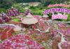 สุดอลังการท่ามกลางขุนเขา “ปราสาทดอกไม้ม่อนแจ่ม The First Miracle Flower Castle” ถ่ายรูปเช็คอินกับดอกไม้หลากสี พร้อมมีบริการเมนูอาหาร ขนมหวาน และเครื่องดื่ม