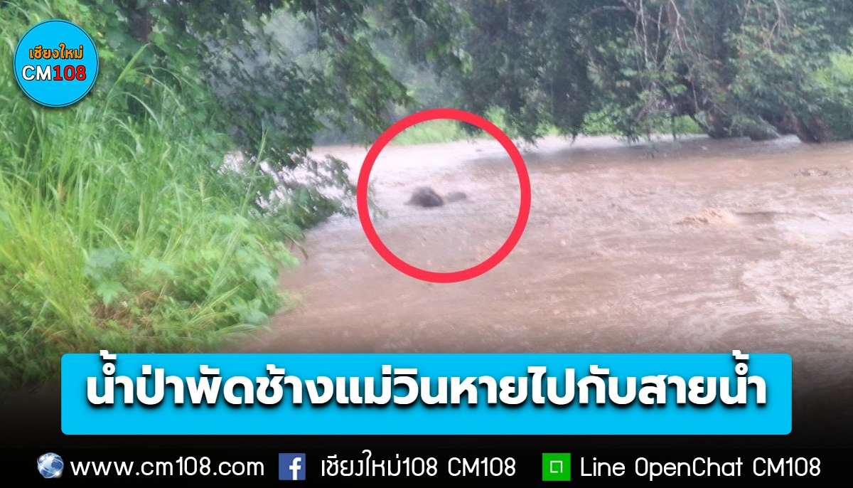 ด่วน! เชียงใหม่ น้ำป่าพัดช้างแม่วินหายไปกับสายน้ำ ควาญ-ชาวบ้านเร่งค้นหา น้ำยังเพิ่มสูงต่อเนื่อง