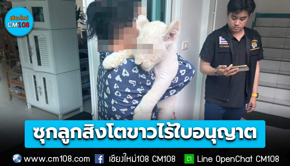 ลุยค้นบ้านพักย่านช้างเผือก ซุก “ลูกสิงโตขาว” ไร้ใบอนุญาต แถมลอบเปิดที่พักเถื่อนรับนักท่องเที่ยวจีน