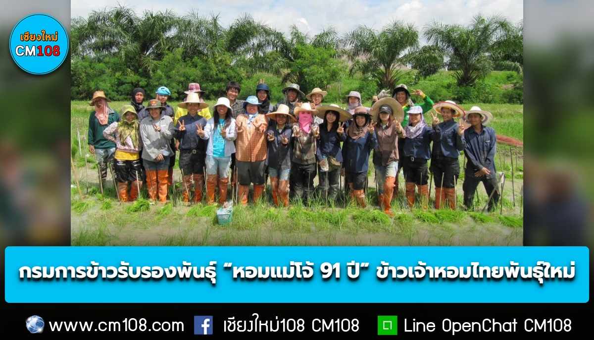 กรมการข้าวรับรองพันธุ์ “หอมแม่โจ้ 91 ปี” ข้าวเจ้าหอมไทยพันธุ์ใหม่ พันธุ์ข้าวคุณภาพเพื่อคนไทย