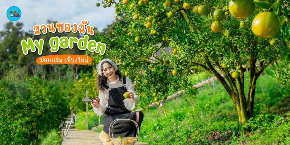 เปิดสวนให้เก็บส้มแล้ว‼️🍊 สวนของฉัน My garden – ม่อนแจ่ม เชียงใหม่ เริ่มเปิดเก็บส้ม ตั้งแต่วันนี้ – 31 ม.ค. 70 เท่านั้น